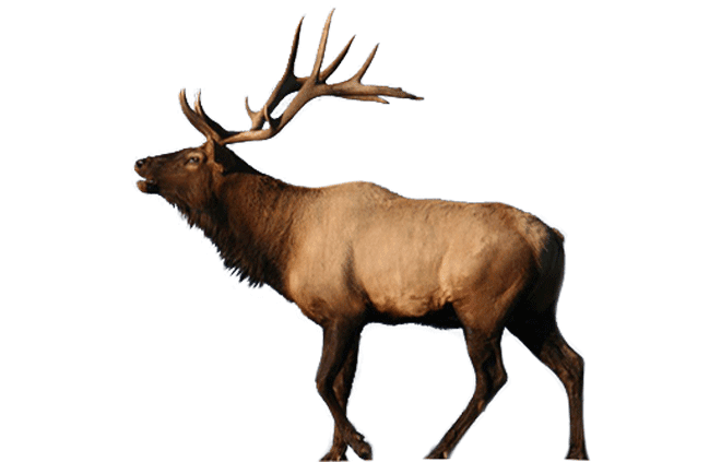Caribou moose